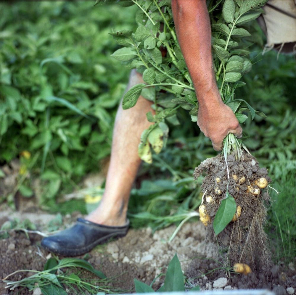 Art and Documentary Photography - Loading 23Potatoes.jpg