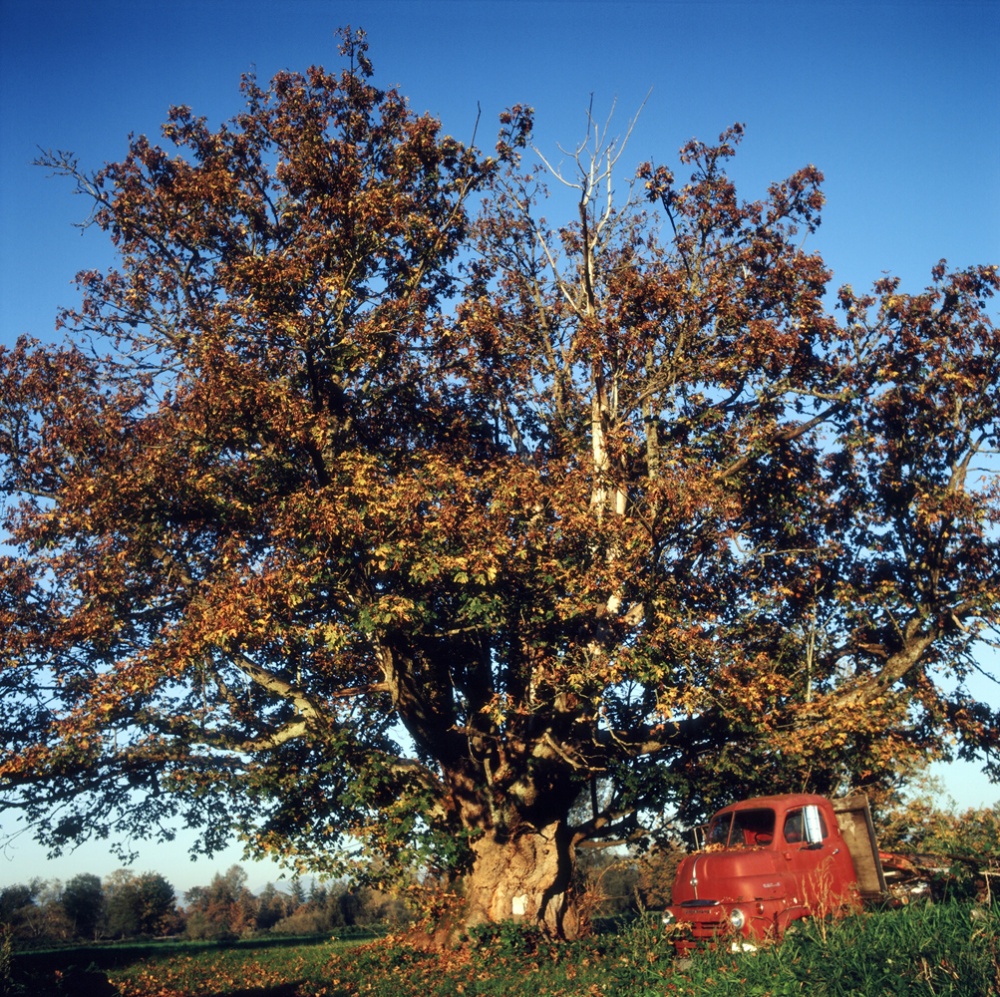 Art and Documentary Photography - Loading 19FarmTruckUnderTree.jpg