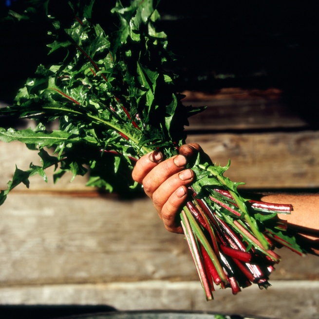 Art and Documentary Photography - Loading 15DandelionGreens.jpg